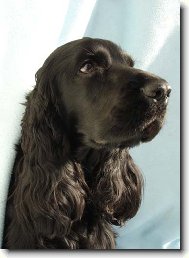 English Cocker Spaniel