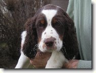 English Springer Spaniel