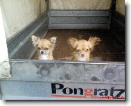 Chihuahua