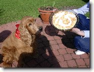 English Cocker Spaniel