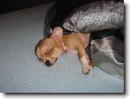 Chihuahua