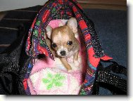 Chihuahua