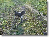 English Springer Spaniel