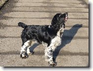 English Springer Spaniel