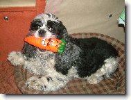 American Cocker Spaniel