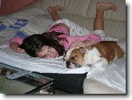 English Bulldog