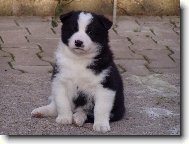 Karelian bear dog \(Dog standard\)