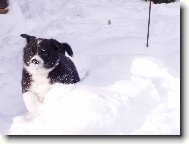 Karelian bear dog \(Dog standard\)