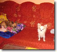 Chihuahua