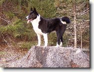 Karelian bear dog \(Dog standard\)