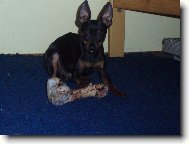 PRAGUE RATTER