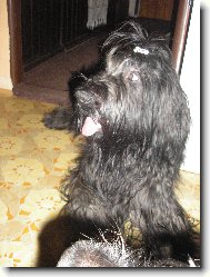 Briard