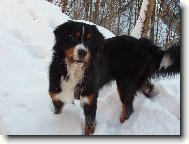 Berner Sennenhund