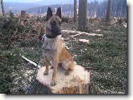 Chien de Berger Belge - Malinois