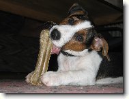 Jack Russell Terrier