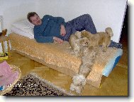 Pekingese, Pekinese, Peking Palasthound