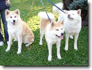 Japanese Akita