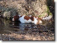 Irish Red and White Setter