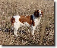 Welsh springer spaniel \(Dog standard\)