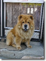 Chow Chow