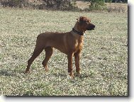 Rhodesian Ridgeback