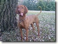 Rövidszörü Magyar Vizsla, Hungarian Short-haired Pointing Dog