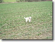 Chinese Crested Dog