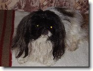 Pekingese, Pekinese, Peking Palasthound