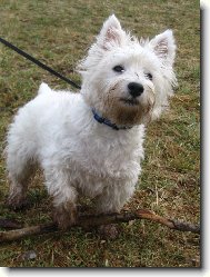 West highland white terrier \\\\\(Dog standard\\\\\)