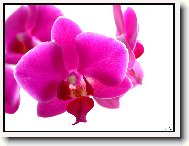 Orchidaceae