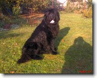 Newfoundland