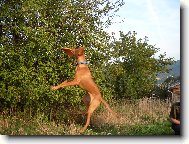 Rövidszörü Magyar Vizsla, Hungarian Short-haired Pointing Dog