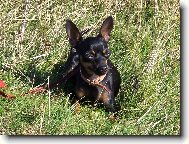 PRAGUE RATTER