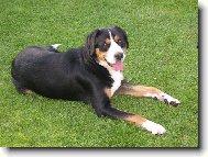 Great swiss mountain dog \\\\\(Dog standard\\\\\)