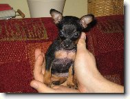 PRAGUE RATTER