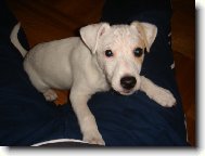 Parson Russel Terrier
