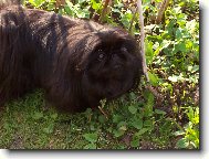 Pekingese, Pekinese, Peking Palasthound