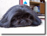 Pekingese, Pekinese, Peking Palasthound