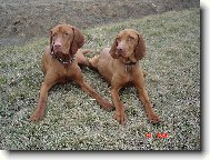 Rövidszörü Magyar Vizsla, Hungarian Short-haired Pointing Dog