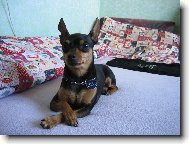 PRAGUE RATTER