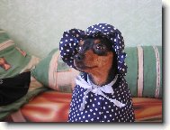 PRAGUE RATTER