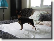 PRAGUE RATTER