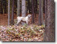 Central asia shepherd dog \(Dog standard\)