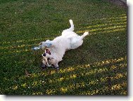 Central asia shepherd dog \(Dog standard\)