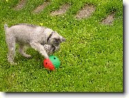 Zwergschnauzer, Miniature Schnauzer
