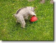 Zwergschnauzer, Miniature Schnauzer
