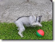 Zwergschnauzer, Miniature Schnauzer