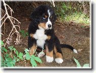 Berner Sennenhund