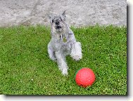 Zwergschnauzer, Miniature Schnauzer