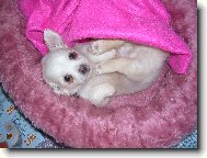 Chihuahua